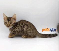 Bengal Cat